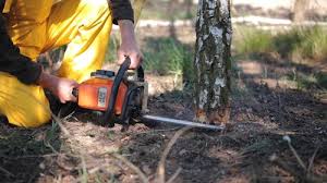 Best Tree Mulching  in Jamesport, NY