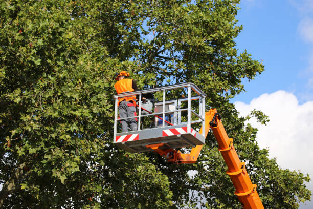 Best Tree Maintenance Programs  in Jamesport, NY