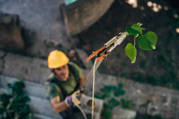 Best Tree Health Inspection  in Jamesport, NY