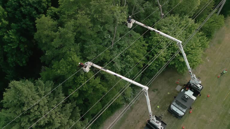 How Our Tree Care Process Works  in  Jamesport, NY